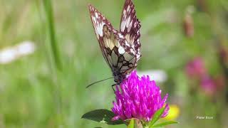 Marbled White butterfly (Melanargia galathea)