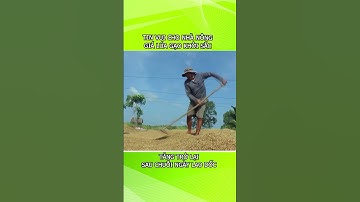 Giá lúa gạo khởi sắc, tăng trở lại sau chuỗi ngày lao dốc