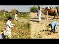 Farmers of Tharparkar | Former working in a farm | Thar Desert Pakistan