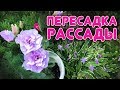 Пересадка цветочной рассады. Как приготовить грунт?