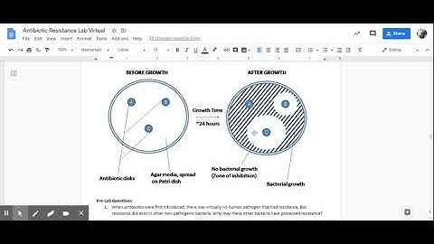 Antibiotic Resistance Lab Virtual - Google Docs