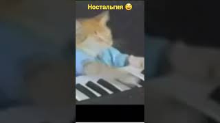 легендарный котик на пианино