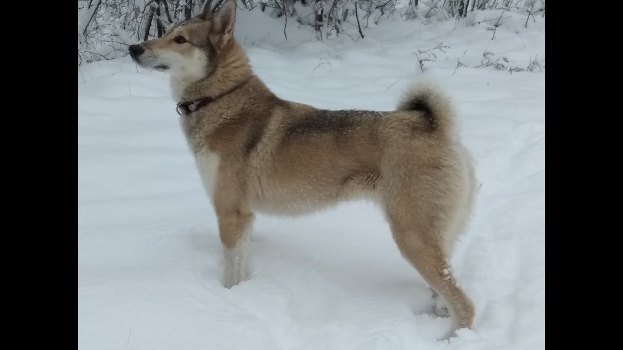 Знакомство с западно-сибирской лайкой. #ЗСЛ #ЛАЙКИ