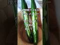 6週間で-3キロ副菜｜包丁いらずのたたきキュウリ#きゅうりレシピ #ダイエット飯 #食べて痩せる #時短料理 #低糖質おかず #ダイエットレシピ#料理 #簡単レシピ#shortsfeed