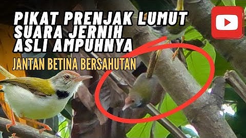 Pikat prenjak lumut ampuh ada betina memanggil jantan paling ribut