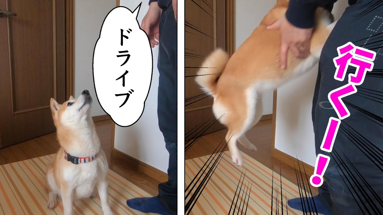 柴犬小春 散歩に行きたい柴犬のジャンプ力 春近し 須磨浦公園 Youtube 柴犬小春 散歩に行きたい柴犬のジャンプ力 春近し 須磨浦公園 Youtube
