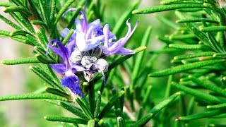 РОЗМАРИН УСИМЛИГИНИНИ СИРЛАРИ. СЕКРЕТНЫЕ СВОЙСТВА РОЗМАРИНА.Beneficial properties of rosemary