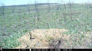CCK Thirteen-lined Ground Squirrel