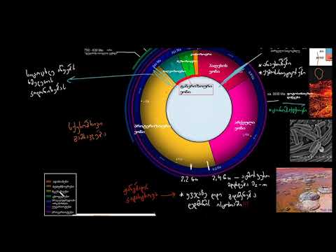 ბიომრავალფეროვნება იზრდება ფანეროზოურ ეონში