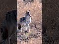 viral coyote hunting video best shot #shorts #viral #viralvideo #shortvideo #short #shortsfeed
