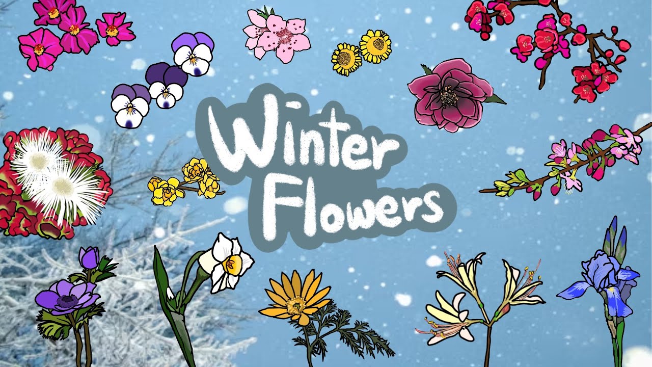 winter-flowers-what-flowers-bloom-in-winter-discover-winter