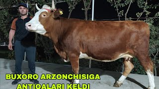 видео: BUXORO ARZONCHISI MIZROBJON AND ASHUR AKADAN zo'rlaridan kutganlar uchun 23 октября 2025 г. картинка: BUXORO ARZONCHISI MIZROBJON AND ASHUR AKADAN zo'rlaridan kutganlar uchun 23 октября 2025 г.