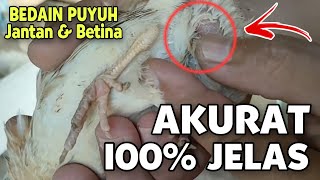 Cara memilih Puyuh Jantan dan Betina paling Mudah