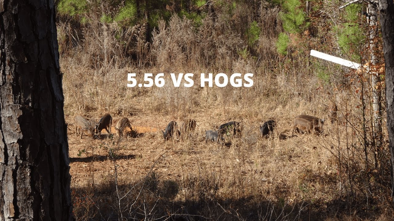 Daniel Defense Ddm4V7 5.56 Vs Hogs... Last Few Days