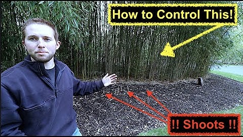 How to stop Bamboo from spreading