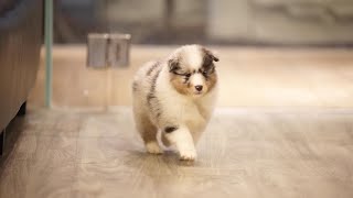 Shetland sheepdog puppies by Pawfessional Pet Care 69 views 7 days ago 1 minute, 31 seconds