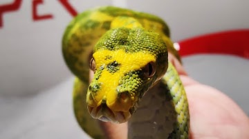 Is it true..... Green Tree Python are really hard to handle?