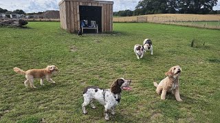 Finn & friends - trip to Barklay Park, dog adventures, Edinburgh by Finn the Spaniel  65 views 8 months ago 5 minutes, 10 seconds
