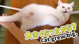 ポムさんのにゃんたい測定