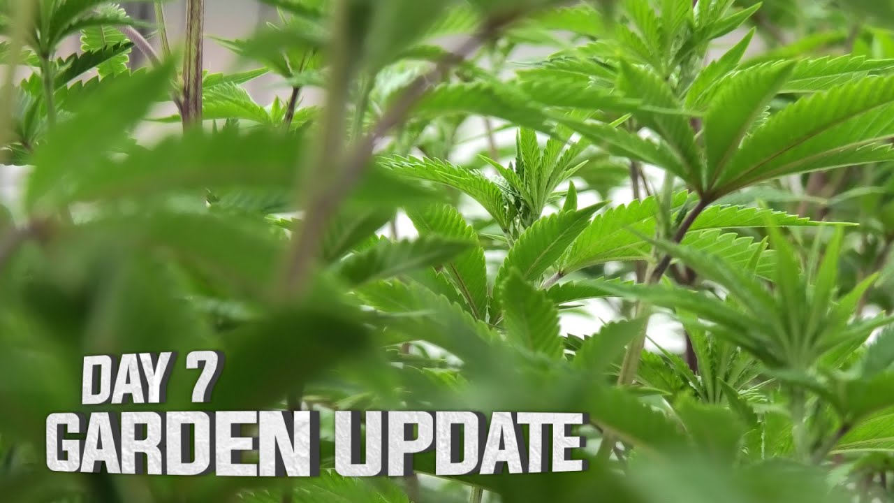 Remo's Garden Update (Day 7 Flower)