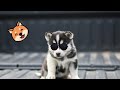 Best animals 2022 -Cats 😺 &amp; Dogs Videos #15