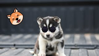Best animals 2022 -Cats 😺 &amp; Dogs Videos #15