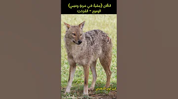 ابن آوى الواوي Jackal معجم الحيوانات Wildlife اكسبلور Animals معلومات 