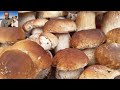 Benvenuti in paradiso - terza parte -  funghi porcini agosto 2020