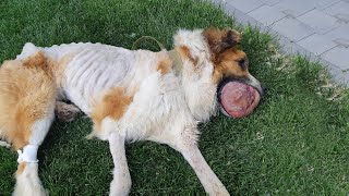 His owner didn't want to spend money on his treatment and kicked him out to rot and end alone