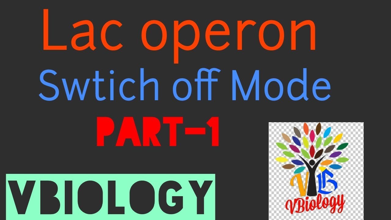 Lac Operon - gene regulation in prokaryotes - YouTube