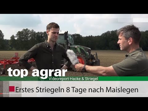 Video: Hat Mais Keimblätter?