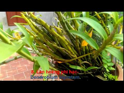 Nhận biết tên lan, mặt hoa, cách trồng và chăm sóc các loại lan rừng- Phần 1