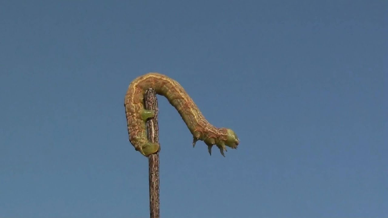 Measuringworm Moth (Geometridae) Caterpillar