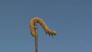 Measuringworm Moth (Geometridae) Caterpillar
