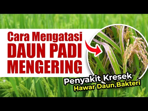 Video: Bagaimana cara mengobati penyakit hawar pada pohon pinus?