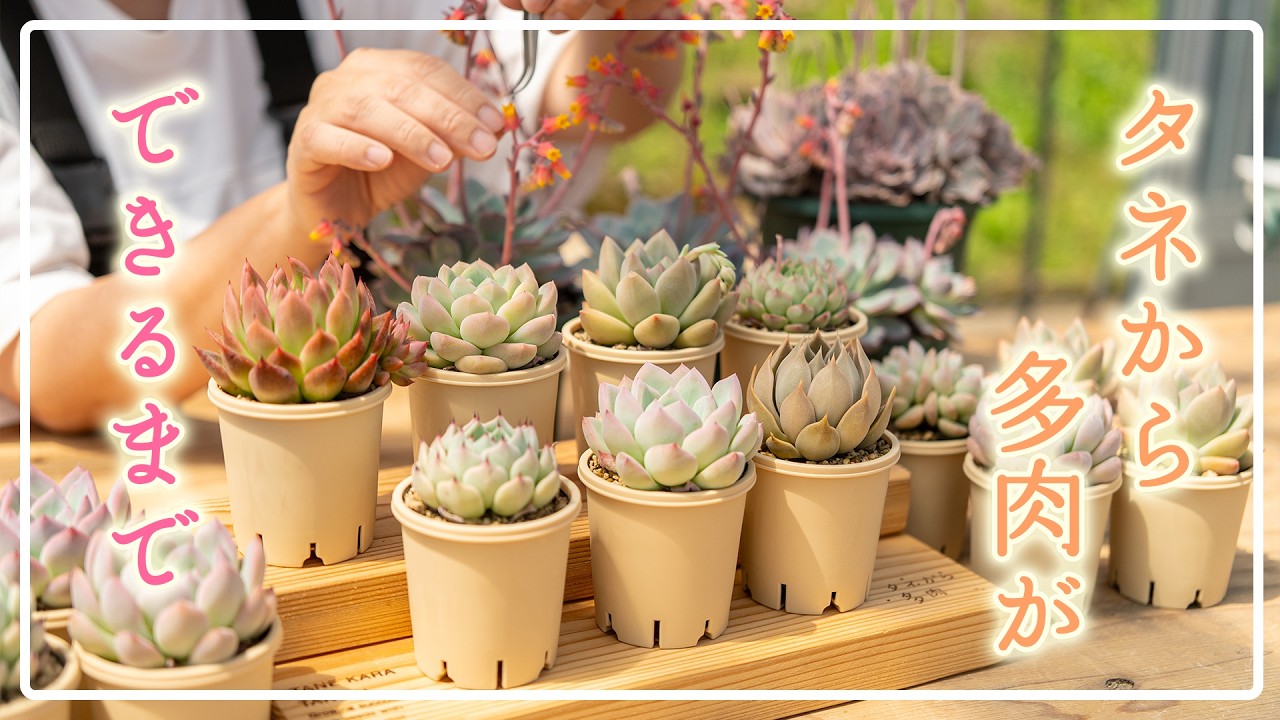 Succulents] Sorry for the wait! Now on sale! - YouTube