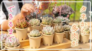 Lottery Sale] This is how hybrid seedlings are made 🌱 - YouTube