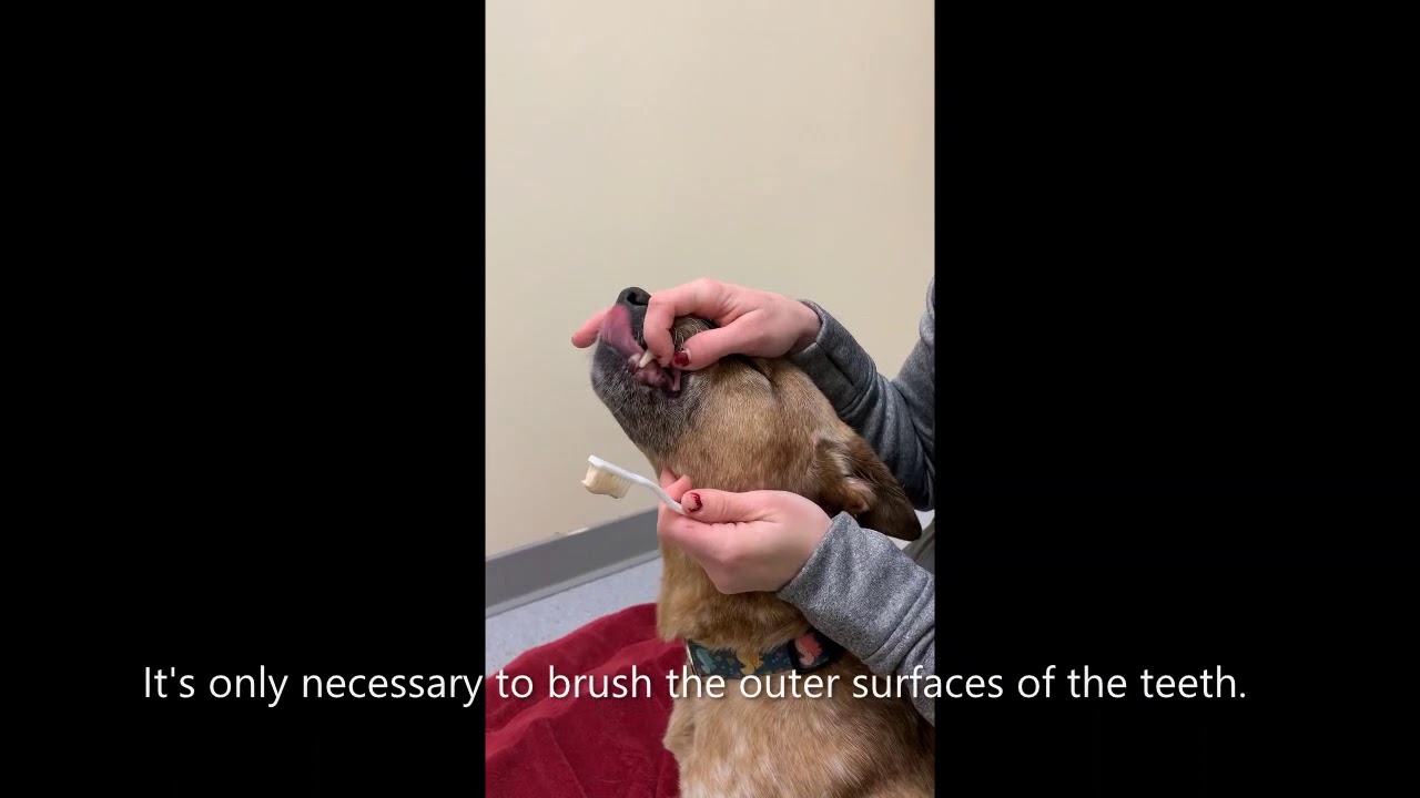 How to Brush your Dog's Teeth YouTube