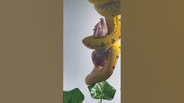 Devouring Heights: The Diet of Green Tree Pythons‼️ CONSTRICING RATS FEEDING