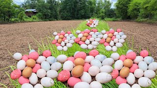 besr! Pick a lot of eggs on the grass at the best hand-picked fields.