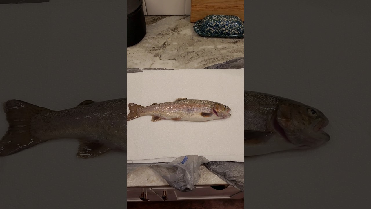 Trout Catch and Cook!