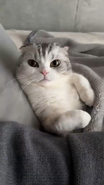 The Cat That Creates Coziness ♥️