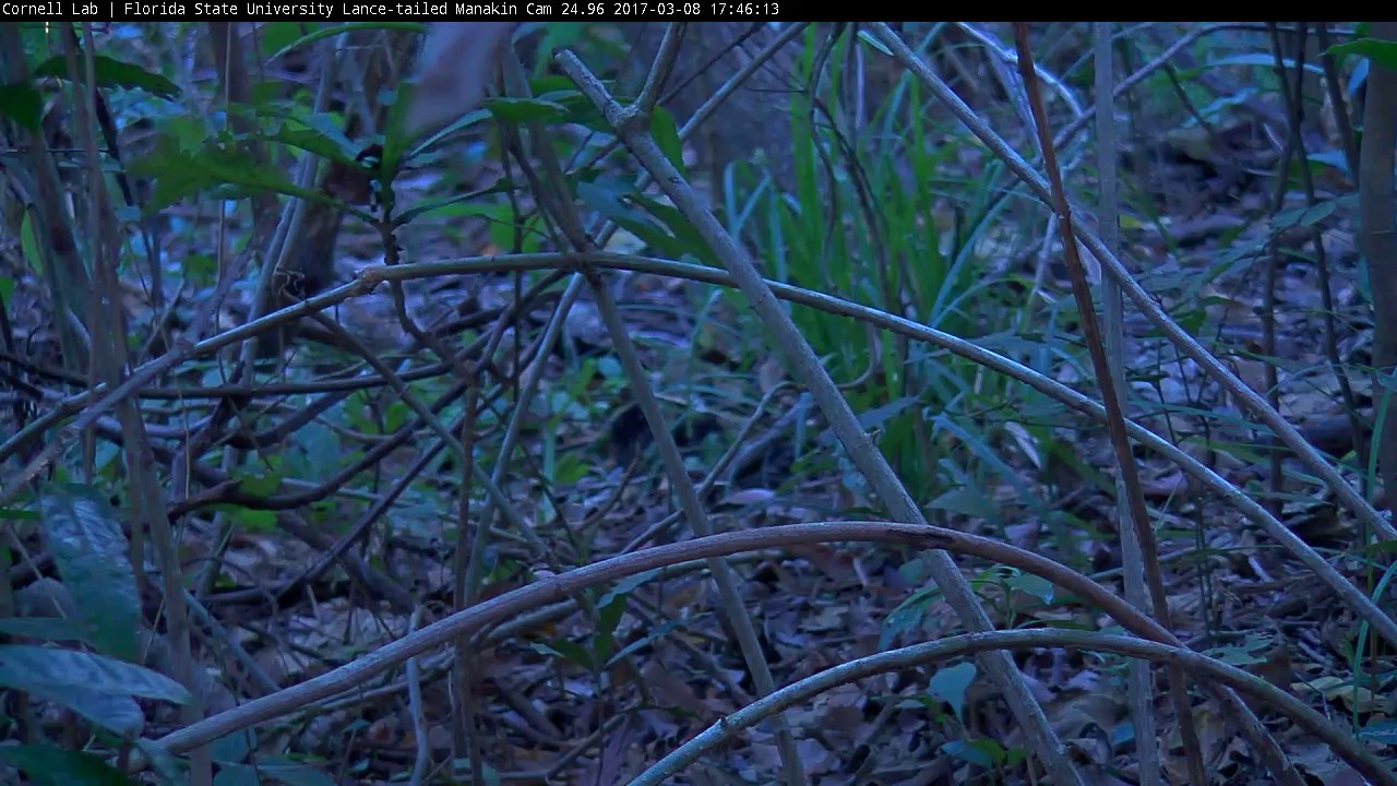 Three Males Around Display Perch, Lance-tailed Manakin Cam 3/8/2017