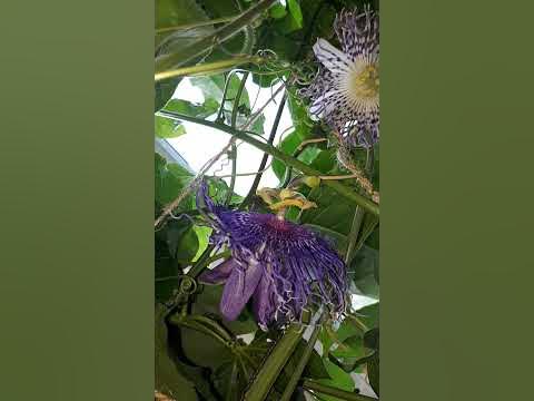 Пассифлора Индиго, Инткку , Caerulea, Coriacea - YouTube