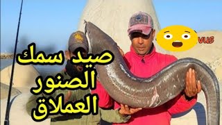 صيد سمك الصنور العملاق في واضح النهار . حقا أجواء ر رائعة ?