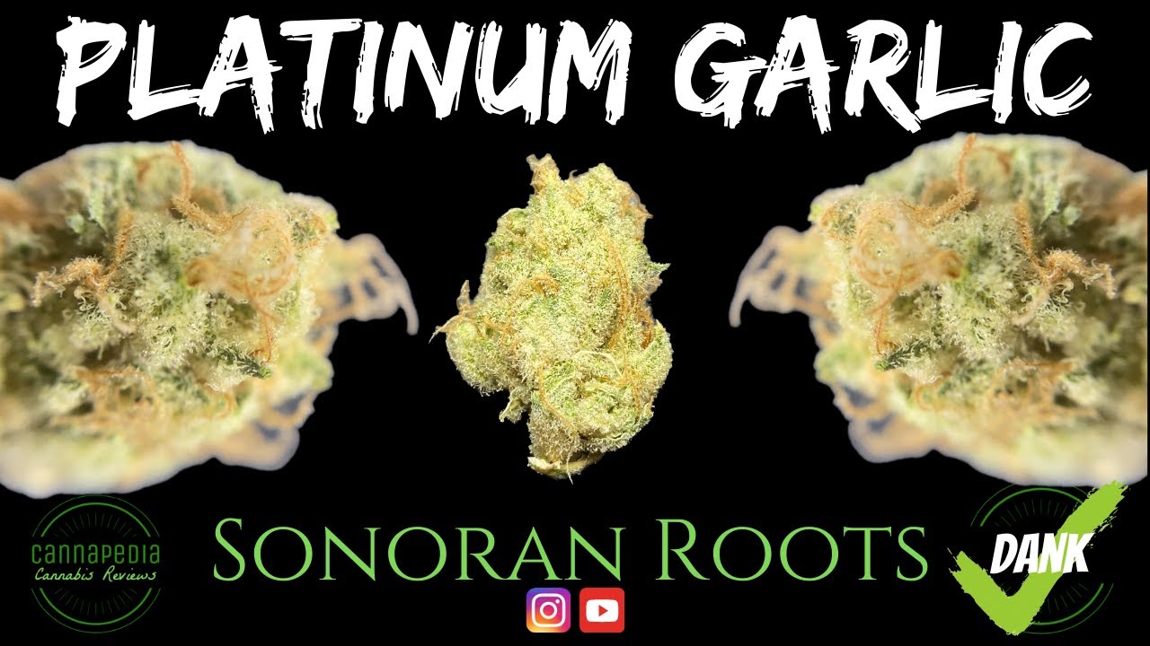Platinum Garlic Strain Review Sonoran Roots Cannapedia YouTube