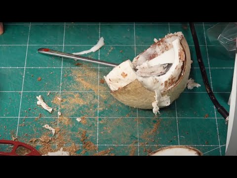 햄스터에게 코코넛 은신처 만들어 줬더니 뭐???