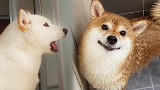 Shiba Inu Shower is a ShoWAR   (Dog taking shower in 4 months)