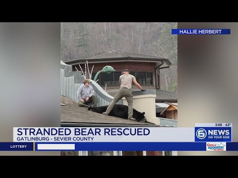 TWRA 375 Pound Bear Found Stuck On Gatlinburg Roof Released Into Smokies