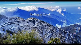 Birding In ZULUK East Sikkim | The Himalayan Birding Expedition Season-4 Part-1.